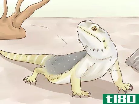 Image titled Care for Bearded Dragons Step 3