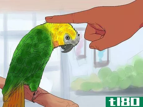 Image titled Care for a Molting Parrot Step 5