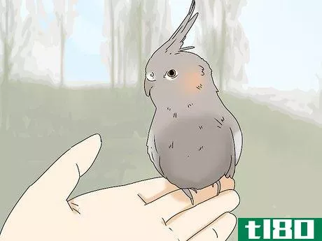 Image titled Buy a Bird Step 1