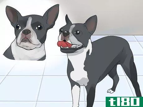 Image titled Care for a Boston Terrier Step 1