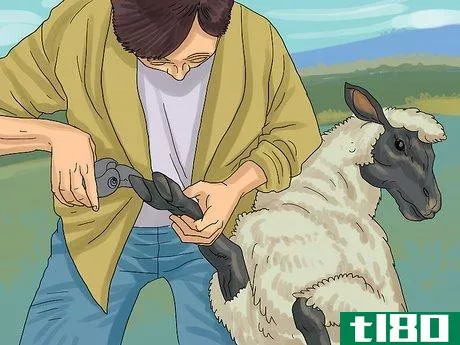 Image titled Care for Sheep Step 11
