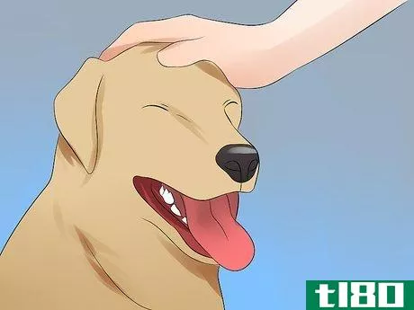 Image titled Massage a Dog Step 1