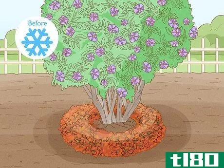 Image titled Care for a Purple Flower Potato Bush Step 12
