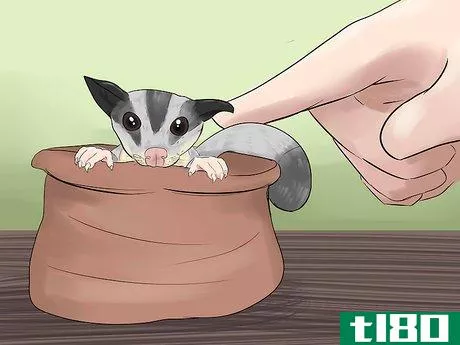 Image titled Care for a Sugar Glider Step 1