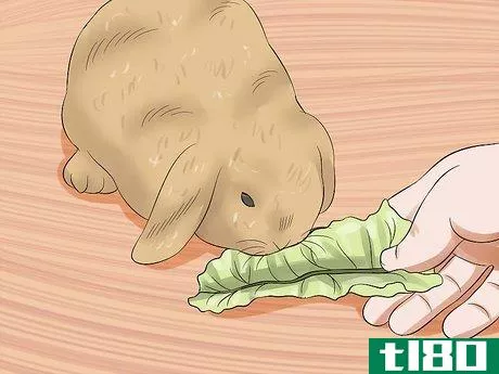 Image titled Care for Holland Lop Rabbits Step 14