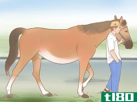 Image titled Care for a Pregnant Mare Step 16