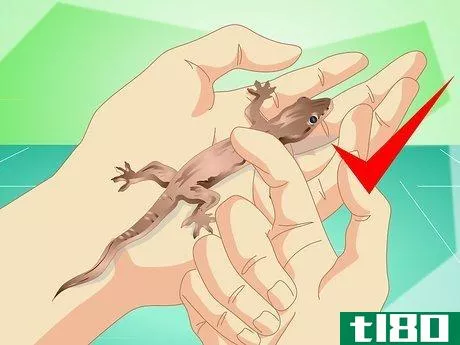 Image titled Catch a Common House Lizard and Keep It As a Pet Step 11