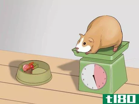 Image titled Care for a Pregnant Guinea Pig Step 5