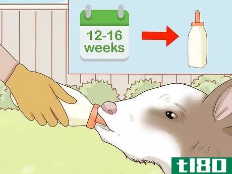 Image titled Bottle Feed Calves Step 18