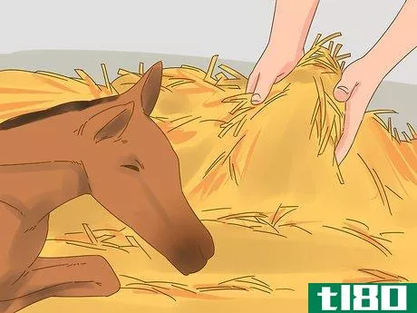 Image titled Care for a Foal Step 4