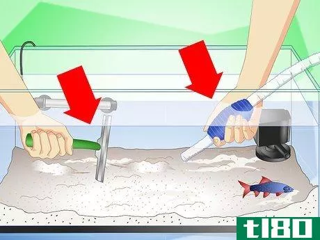 Image titled Care for a Rainbow Shark Step 10