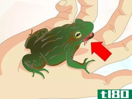 Image titled Care for a Sick Frog with Red Leg Disease Step 3