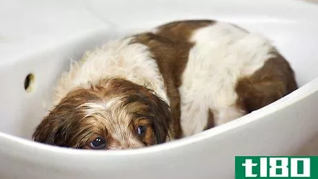 Image titled Bathe a Puppy for the First Time Step 12