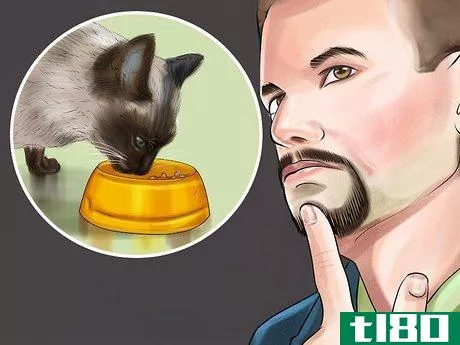 Image titled Care for Siamese Kittens Step 1