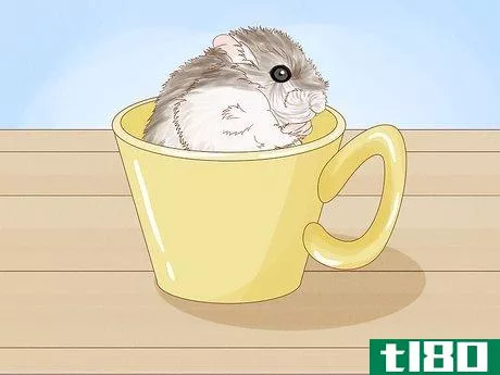 Image titled Carry a Hamster Step 10