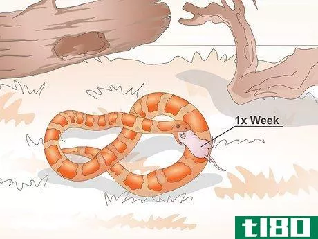 Image titled Care for Baby Cornsnakes Step 11