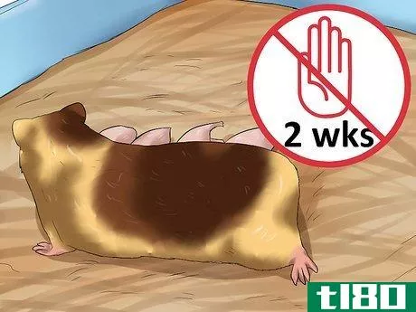 Image titled Care for Newborn Hamsters Step 5