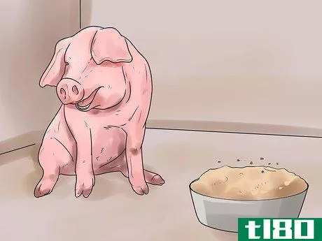 如何照顾患肺炎的猪(care for a pig with pneumonia)