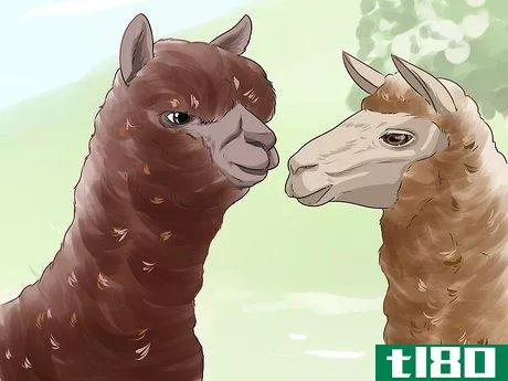 Image titled Care for a Llama Step 1