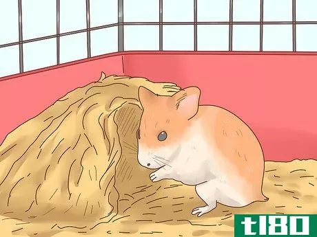 如何照顾仓鼠宝宝(care for hamster babies)