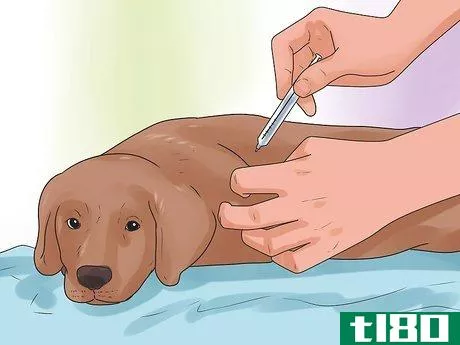 Image titled Be a Good Dog Owner Step 2