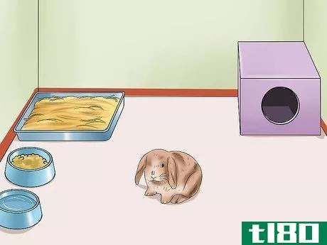 Image titled Care for Holland Lop Rabbits Step 7
