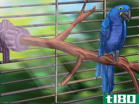 Image titled Care for a Hyacinth Macaw Step 4