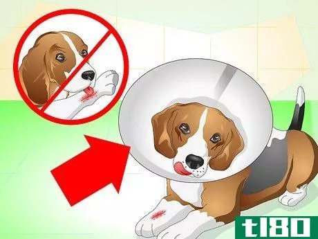如何照顾缝合的狗(care for a dog with stitches)