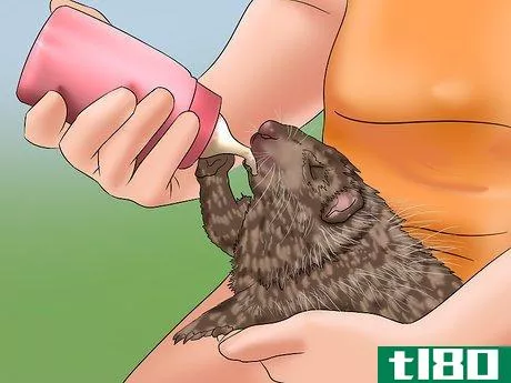 Image titled Care for a Baby Hedgehog Step 14