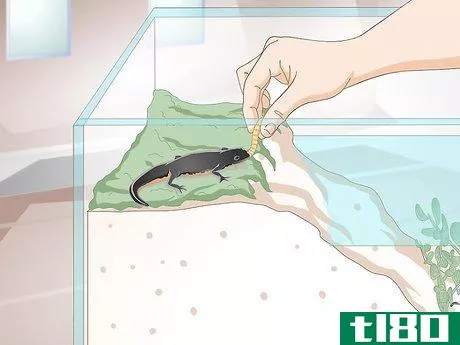 Image titled Care for Salamanders Step 16