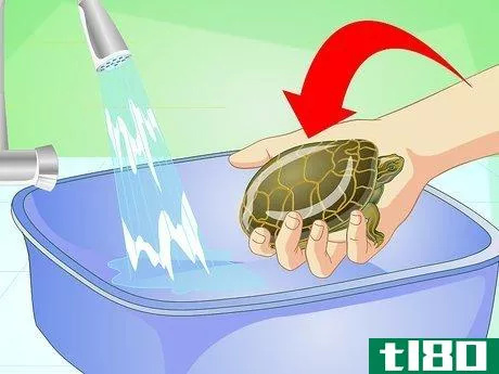 Image titled Bathe a Turtle Step 4