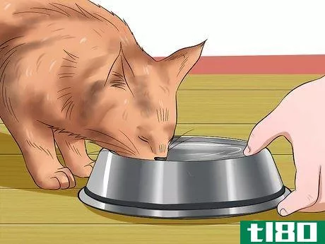 Image titled Care for Maine Coons Step 3