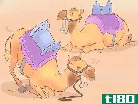 Image titled Buy a Camel Step 10