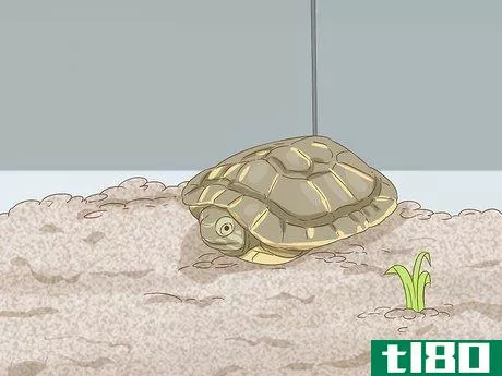 Image titled Care for a Red Eared Slider Turtle Step 14