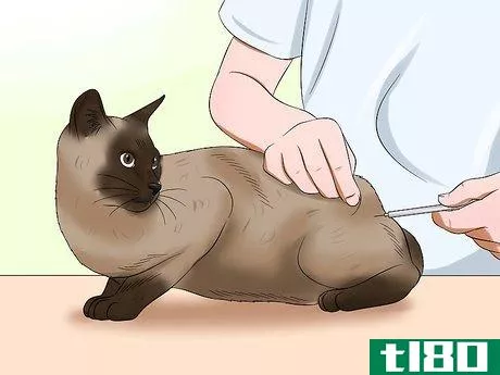 Image titled Care for Burmese Cats Step 2