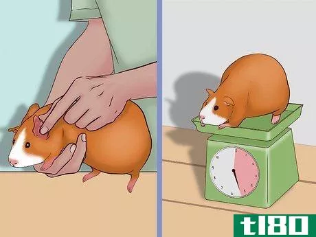 Image titled Care for a Pregnant Guinea Pig Step 9
