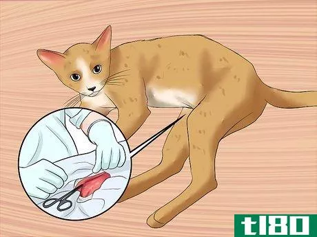 Image titled Care for a Cat with Feline Leukemia Step 12