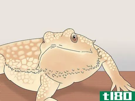 Image titled Buy a Bearded Dragon Step 2