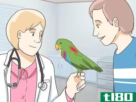 Image titled Care for an Eclectus Parrot Step 18