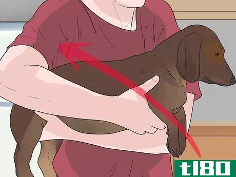 Image titled Bathe a Pregnant Dog Step 10