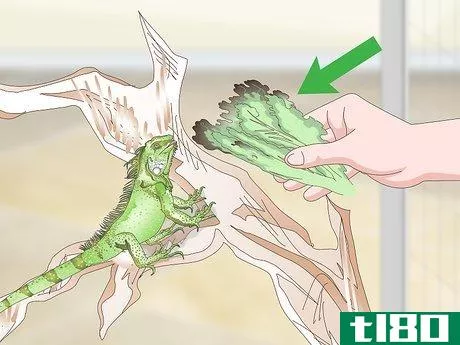 Image titled Care for an Iguana Step 10