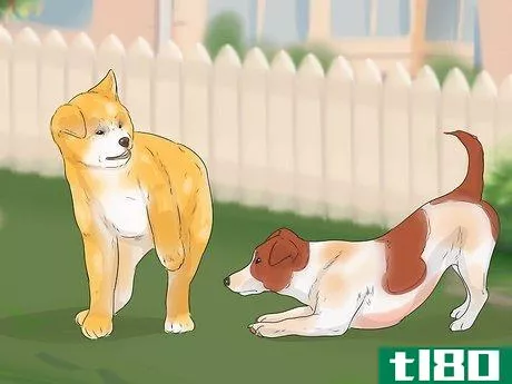 Image titled Care for an Akita Inu Dog Step 14