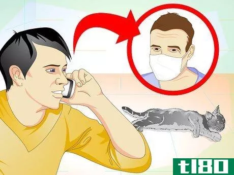 Image titled Care for Your Cat After Neutering or Spaying Step 19