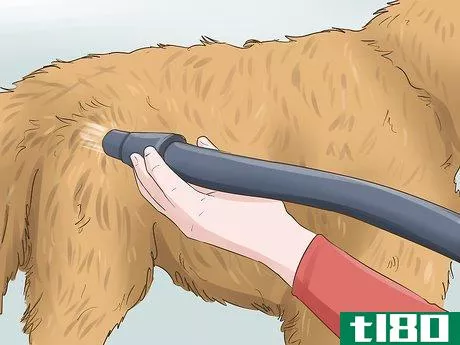 Image titled Blow Dry a Dog Step 18