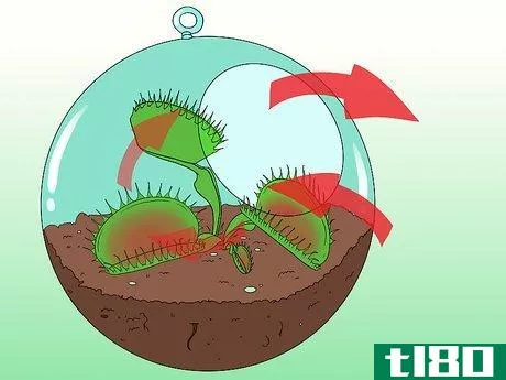 Image titled Care for Venus Fly Traps Step 6