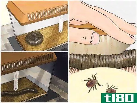 Image titled Care for Giant African Millipedes Step 8