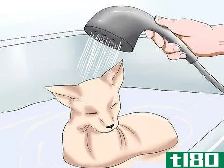 Image titled Bathe a Sphynx Cat Step 13