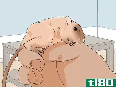 Image titled Buy a Gerbil Step 13