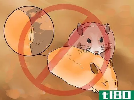Image titled Breed Syrian Hamsters Step 10
