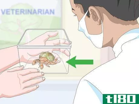 Image titled Care for Land Hermit Crabs Step 20